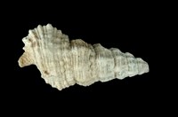 藏品(塔蟹守螺)的圖片